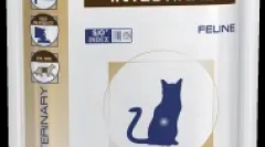 Cat nejesť a nepije: alarmujúce príznaky, ktoré by mali upozorniť